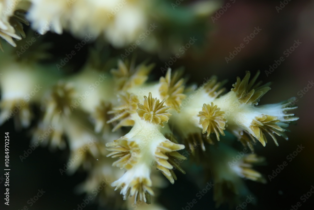 Clavelina robusta is commonly known as Sea Squirt, Stalked Ascidian, Cat Eye Squirt. Tambelan, Riau Islands, Indonesia Clavelina robusta is commonly known as Sea Squirt, Stalked Ascidian, Cat Eye Squirt. Tambelan, Riau Islands, Indonesia