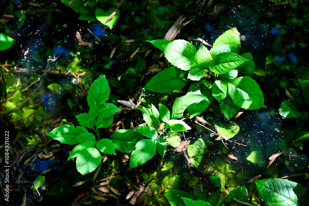 Φωτογραφία Young green shoots in dark swamp water, Astrakhan region of Russia