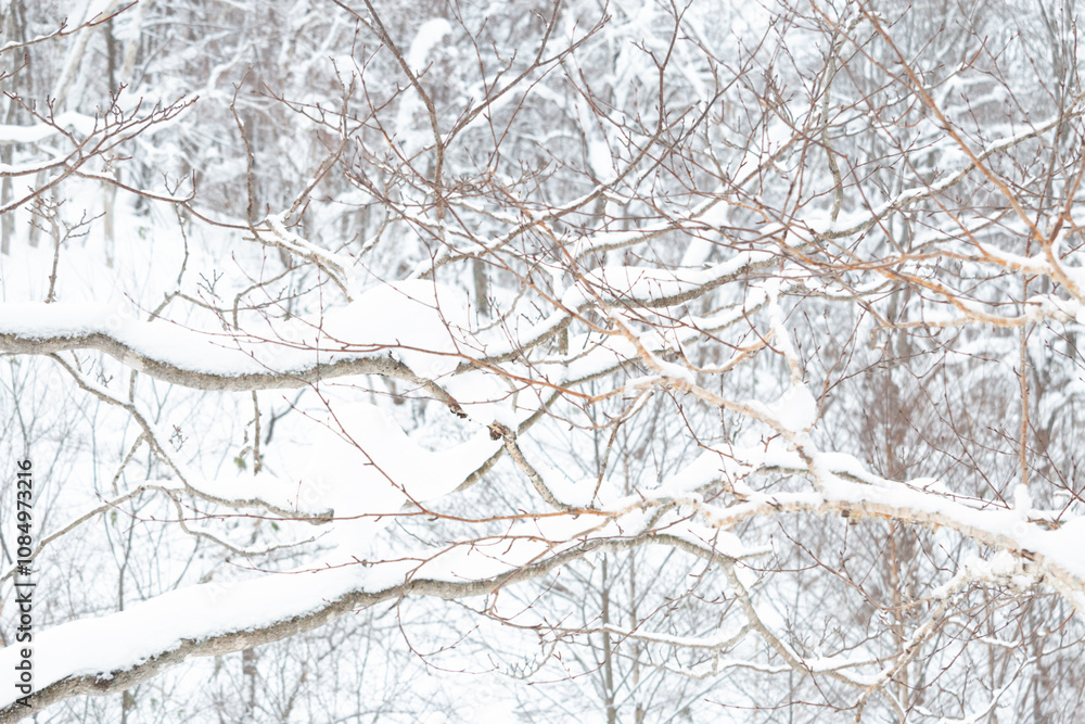 A tangle of birch tree branches covered in ice and snow in winter A tangle of birch tree branches covered in ice and snow in winter