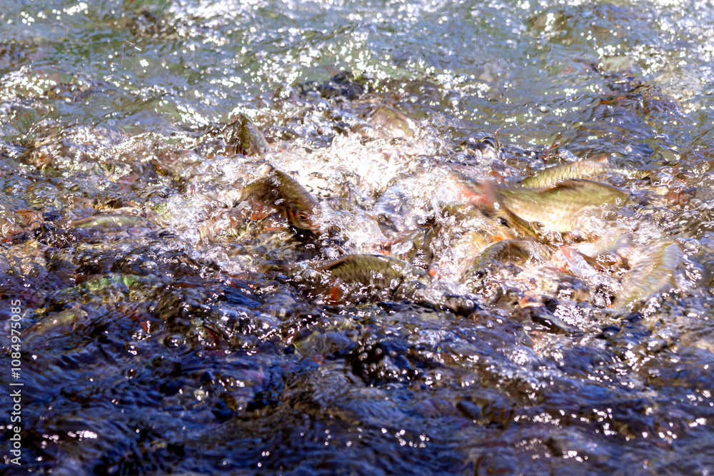 A close-up photo of fish fighting for food in the water, without focus. Suitable for various types of backgrounds. A close-up photo of fish fighting for food in the water, without focus. Suitable for various types of backgrounds.