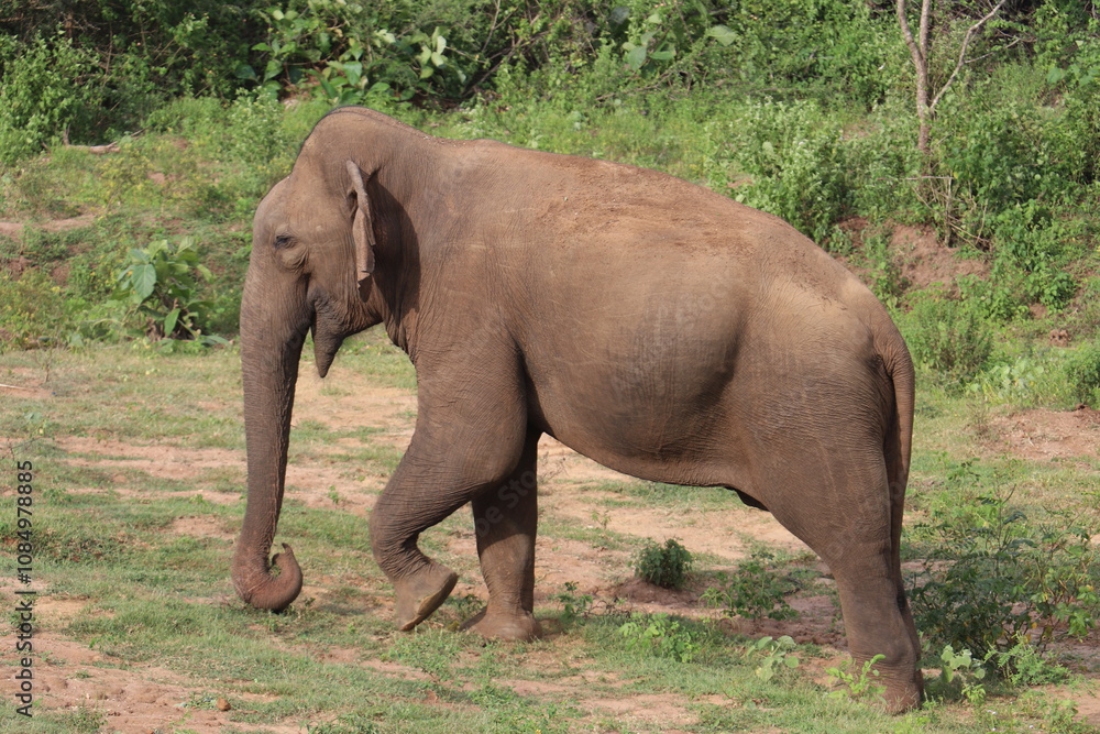 Fototapeta premium Asian Elephants 