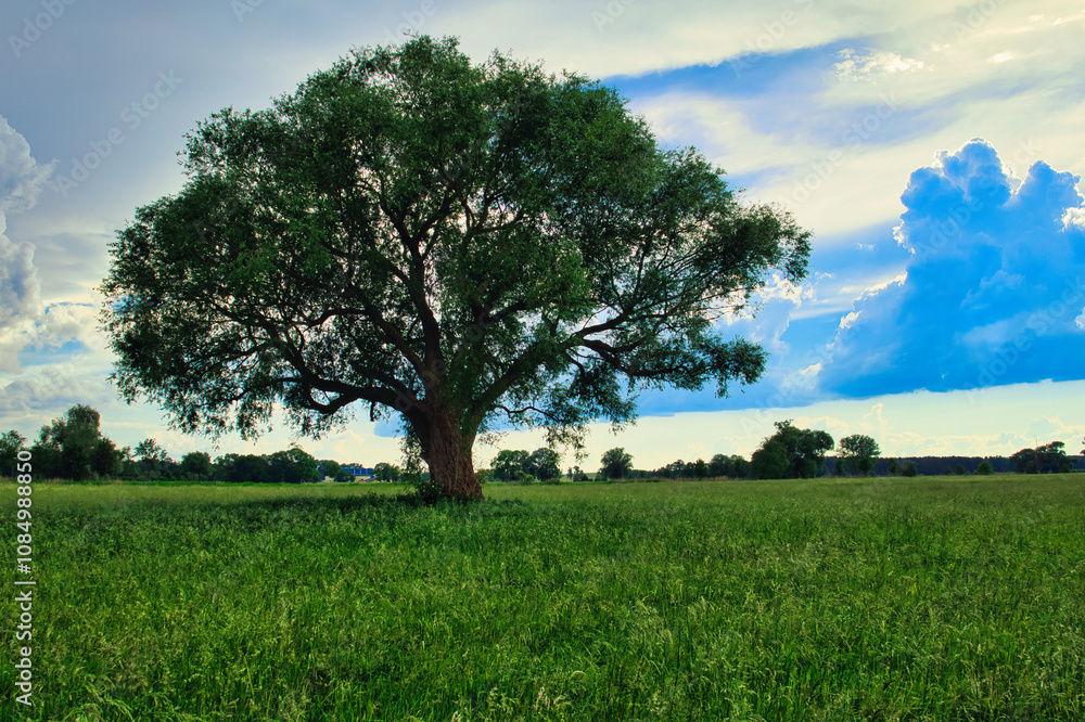 autumn landscape with tree - Baum - Landschaft - Feld - Wolken - Wiese - Natur - Scenic - Concept - Ecology - Environment autumn landscape with tree - Baum - Landschaft - Feld - Wolken - Wiese - Natur - Scenic - Concept - Ecology - Environment