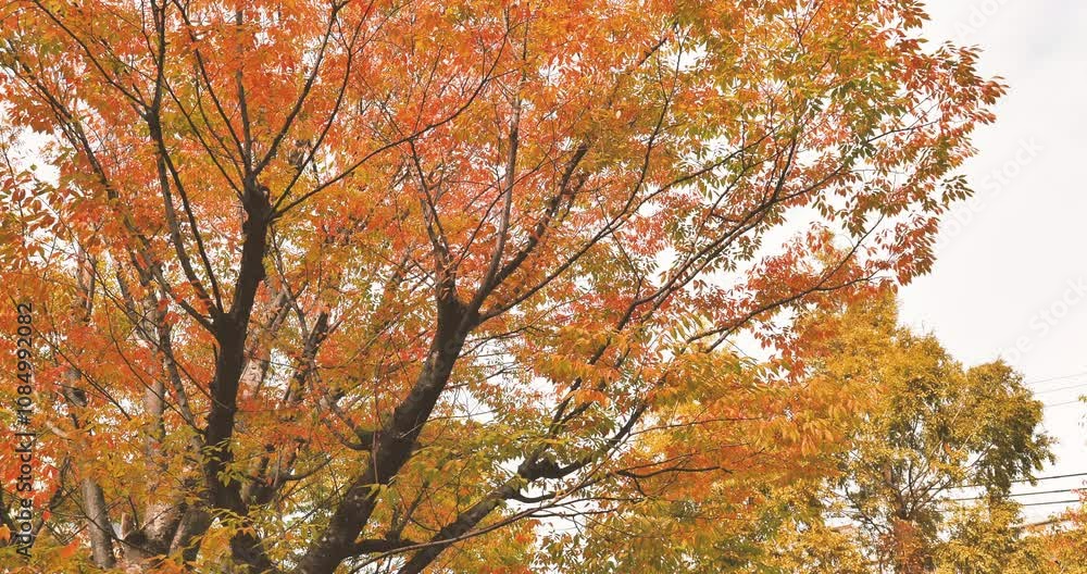 colorful tree and falling leaves in a cloudy day colorful tree and falling leaves in a cloudy day