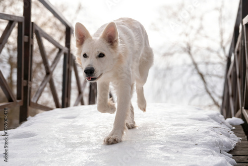 A portrait of a beautiful white Swiss Shepherd dog with its tongue hanging out running across a bridge covered with white ice in winter on a white background