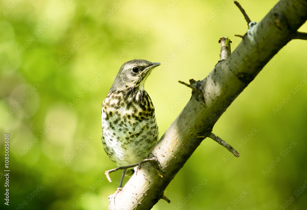 young thrush bird on the tree, spring young thrush bird on the tree, spring