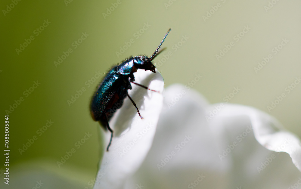 dark beetle on a white flower close-up dark beetle on a white flower close-up