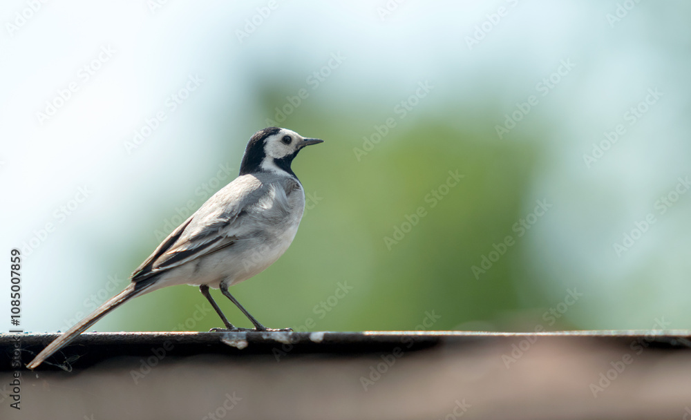 wagtail bird close up on blurred background wagtail bird close up on blurred background