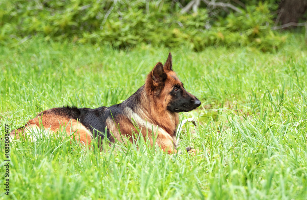 German Shepherd on a green grass German Shepherd on a green grass