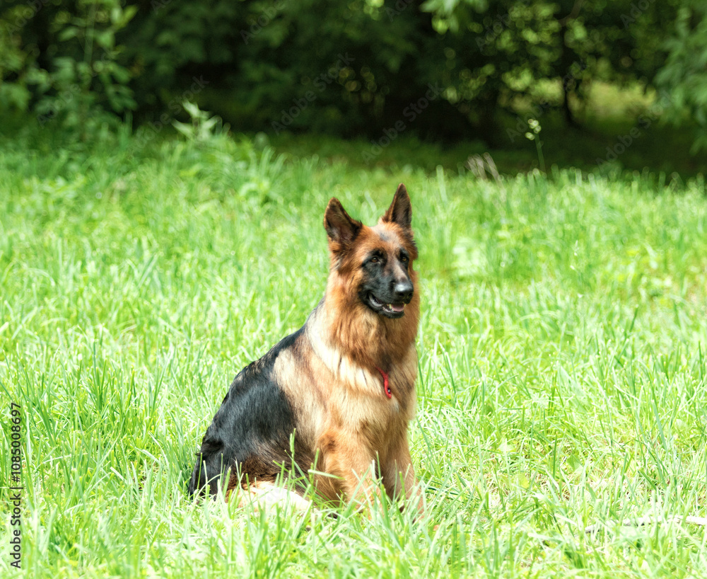 German Shepherd on a green grass German Shepherd on a green grass