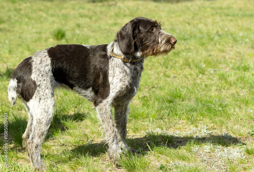 hunting dog on the nature of the spring