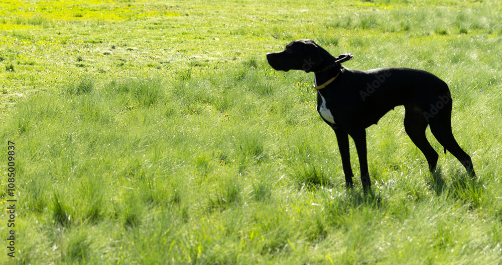 hunting dog on the nature of the spring hunting dog on the nature of the spring