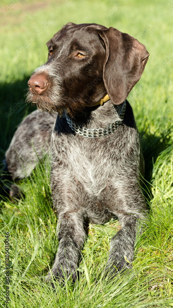 hunting dog on the nature of the spring hunting dog on the nature of the spring