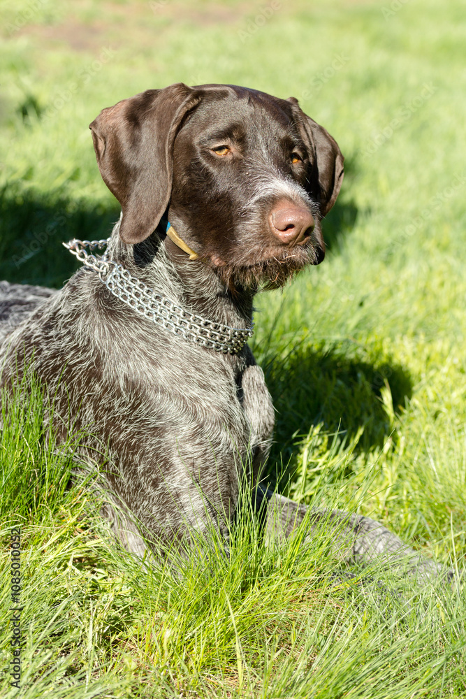 hunting dog on the nature of the spring hunting dog on the nature of the spring