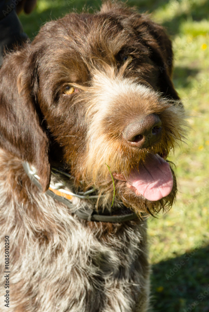 hunting dog on the nature of the spring hunting dog on the nature of the spring