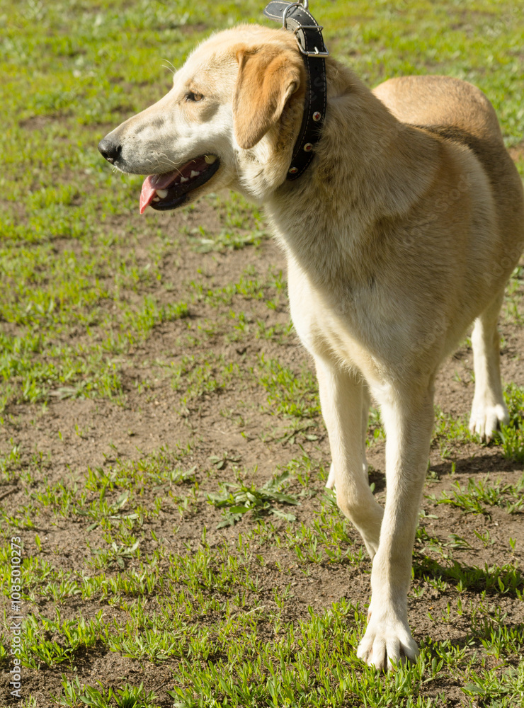hunting dog on the nature of the spring hunting dog on the nature of the spring