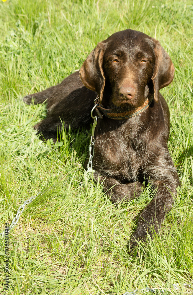 hunting dog on the nature of the spring hunting dog on the nature of the spring
