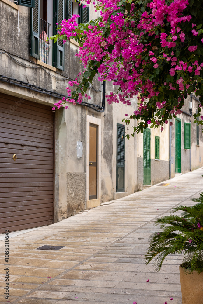 Fototapeta premium flowers in a street Alcudia