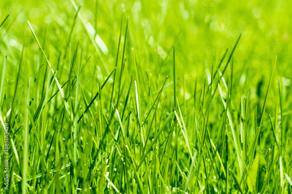 green grass out of focus with a blurred background green grass out of focus with a blurred background