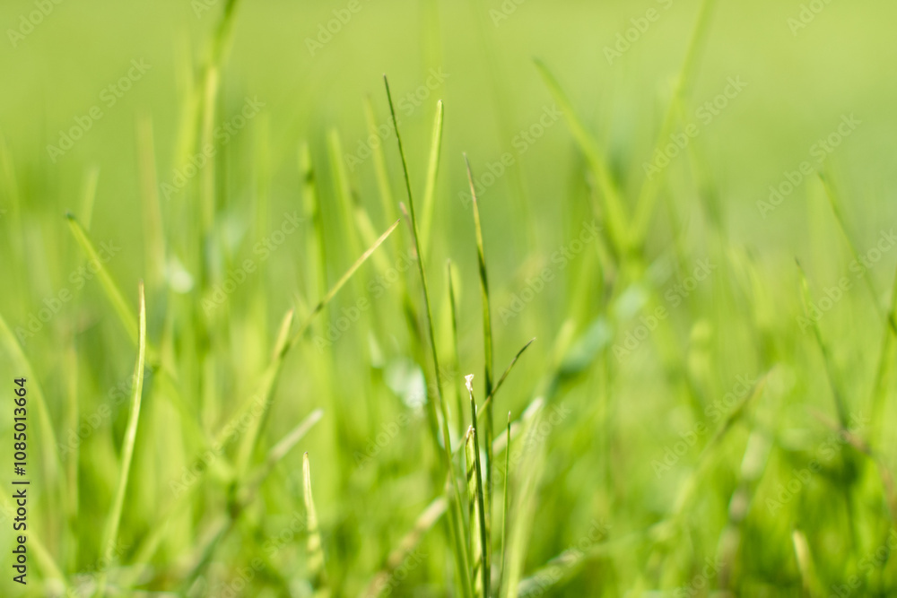 green grass out of focus with a blurred background green grass out of focus with a blurred background