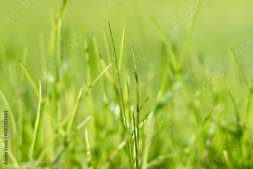 green grass out of focus with a blurred background