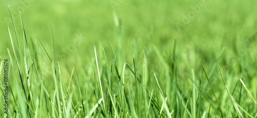 green grass out of focus with a blurred background