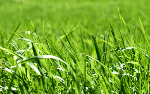 green grass out of focus with a blurred background