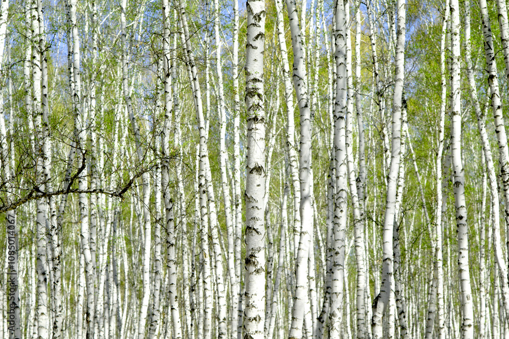 birch grove in the spring landscape background birch grove in the spring landscape background