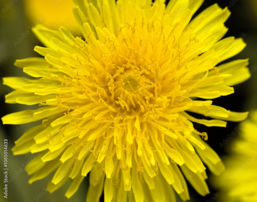 yellow dandelion on a black background yellow dandelion on a black background