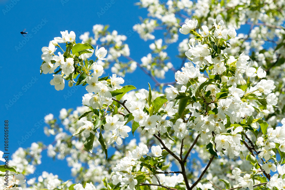 White flowers of apple trees spring landscape White flowers of apple trees spring landscape