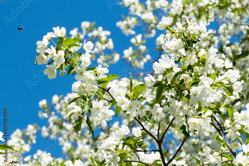 White flowers of apple trees spring landscape