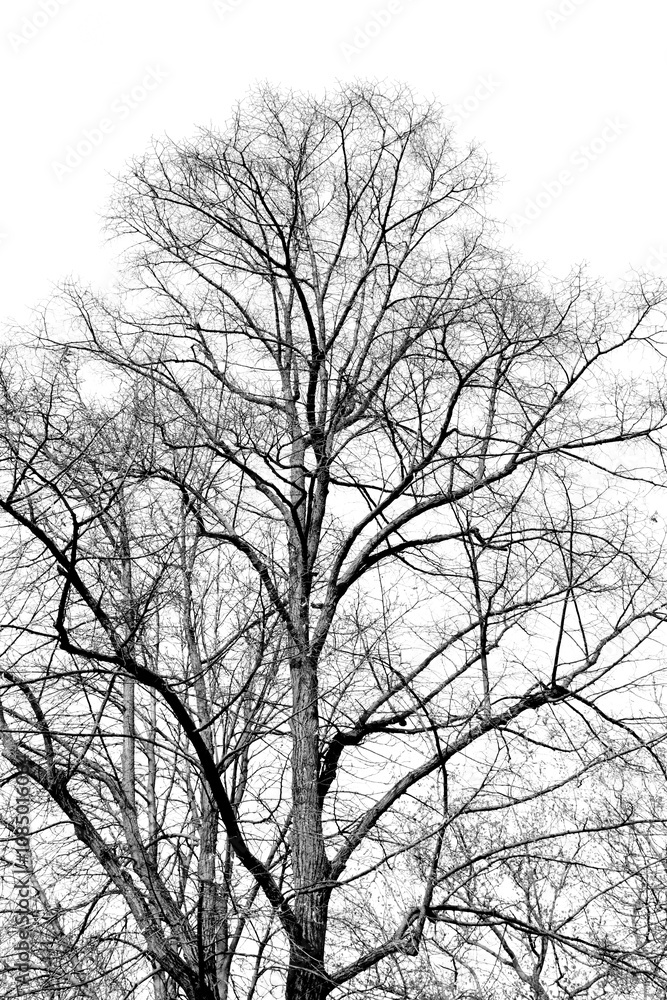 tree branches on a white background tree branches on a white background