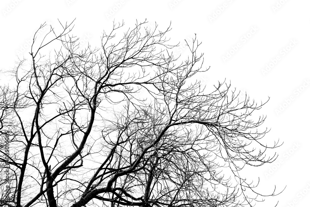 tree branches on a white background tree branches on a white background