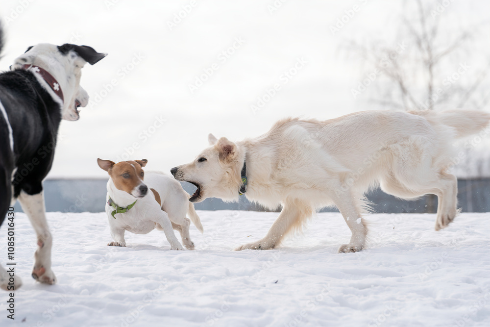 A portrait of three dogs: a white Swiss Shepherd, a Jack Russell terrier and a mongrel dog playing with each other in the snow in winter on a white background A portrait of three dogs: a white Swiss Shepherd, a Jack Russell terrier and a mongrel dog playing with each other in the snow in winter on a white background
