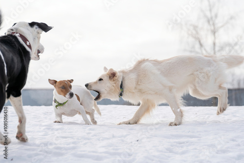 A portrait of three dogs: a white Swiss Shepherd, a Jack Russell terrier and a mongrel dog playing with each other in the snow in winter on a white background