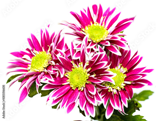 chrysanthemum claret photo