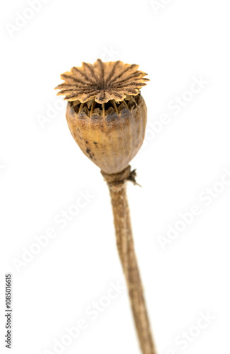 dry head poppy on a white background photo