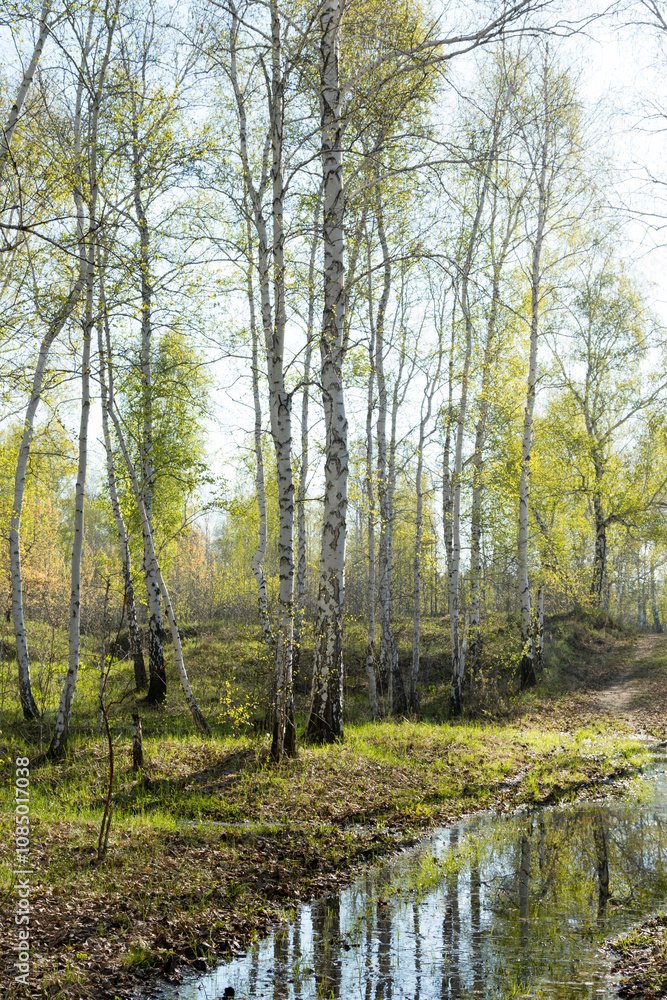 birch forest, spring landscape birch forest, spring landscape
