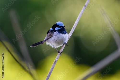 Canvas Print Superb fairywren, Malurus cyaneus, small bird perched on branch stick twig, blue