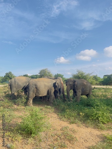 Photography elephants in the wild