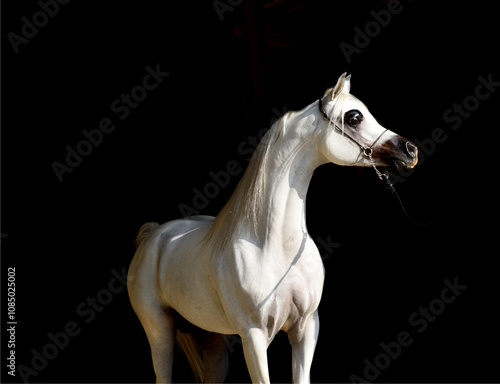 The beauty of purebred Arabian horses around the world.