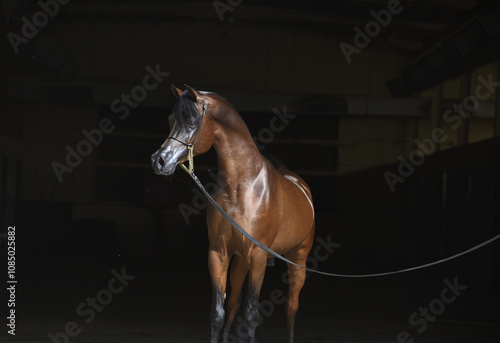 The beauty of purebred Arabian horses around the world.