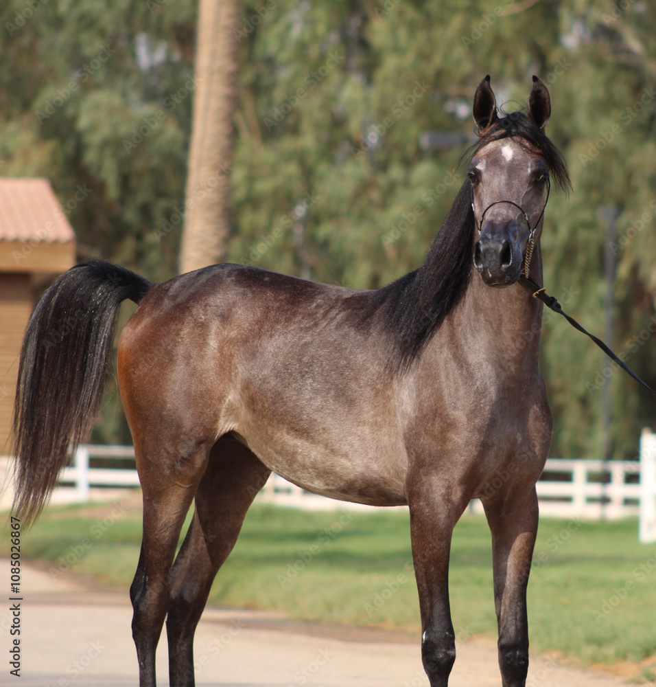 Show Arabian Horses and racing arabian horses. Show Arabian Horses and racing arabian horses.