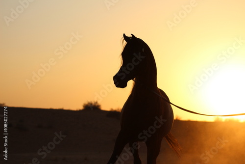 Show Arabian Horses and racing arabian horses.