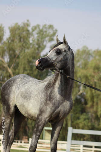 Show Arabian Horses and racing arabian horses.