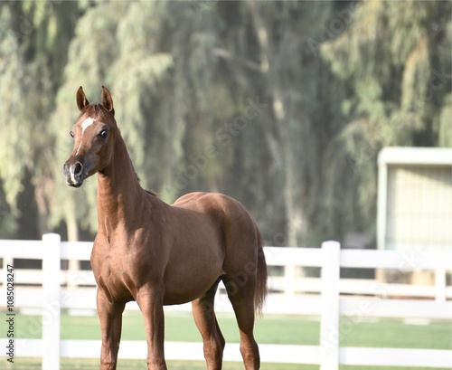 Show Arabian Horses and racing arabian horses. photo