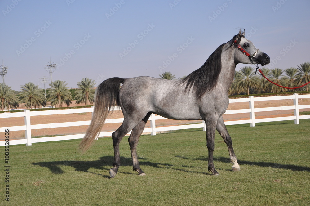Show Arabian Horses and racing arabian horses. Show Arabian Horses and racing arabian horses.