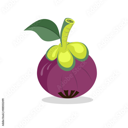 Vector illustration design of mangosteen fruit with its purple skin and green leaves. Captures the essence of tropical fruit.