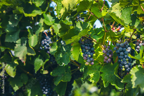 blue grapes in green vineyard photo