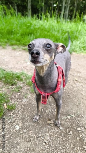 a gray Prague ratter stands and stares in slow motion photo