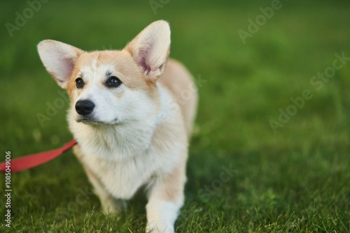 close up portrait of happy Welsh Corgi Pembroke dog smiling in a park in summer. High quality photo